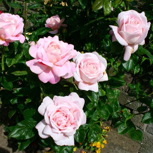 Roz pal - Trandafir copac cu trunchi înalt - cu flori tip trandafiri englezești - coroană dreaptă